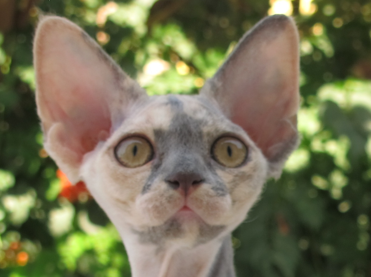 Sand Silk Iris Kiss-Kiss,Devon Rex female Cat,Blue Tortie with White.More information and pictures